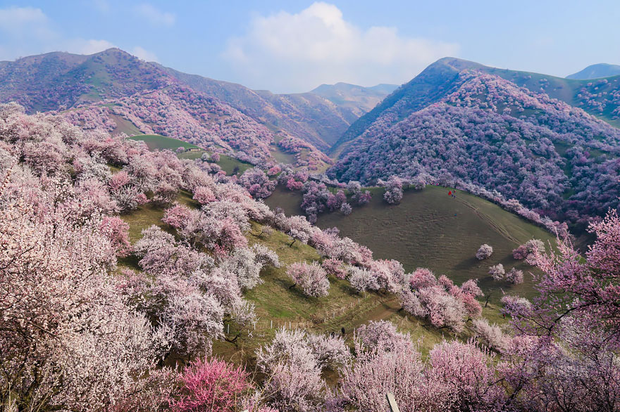 China Apricot Valley