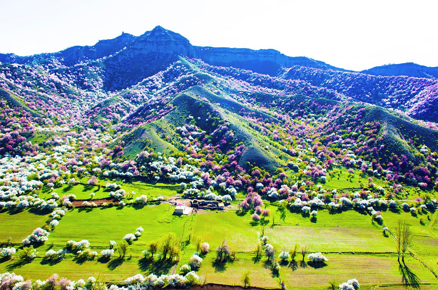 China Apricot Valley