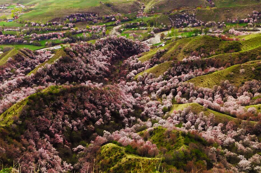 China Apricot Valley