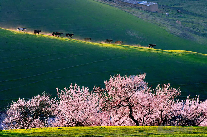 China Apricot Valley