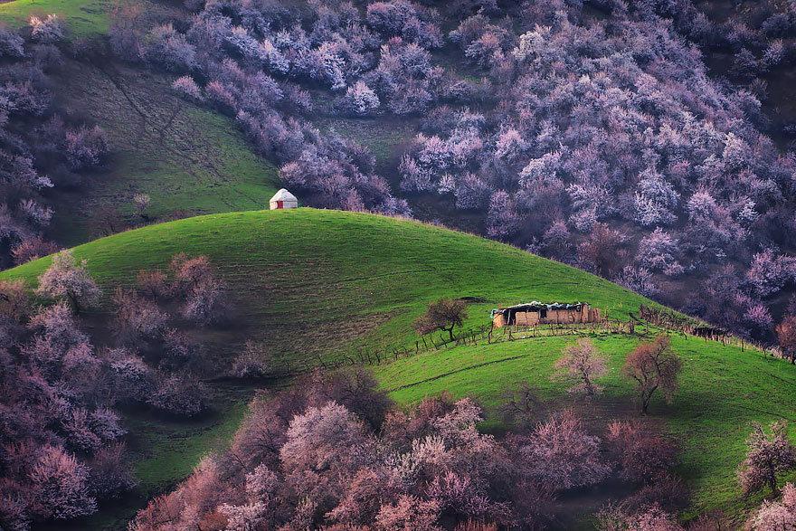 China Apricot Valley