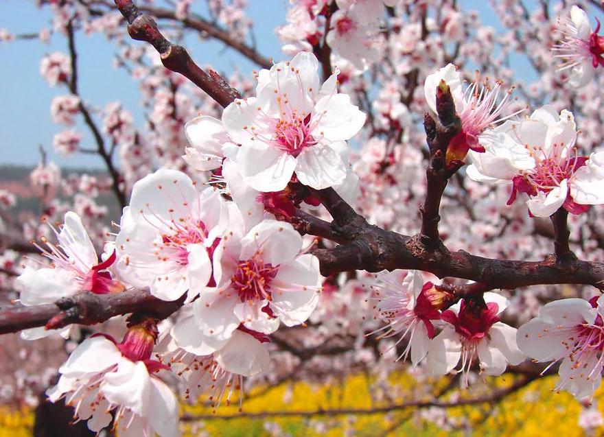 China Apricot Valley