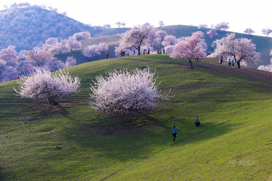 China Apricot Valley