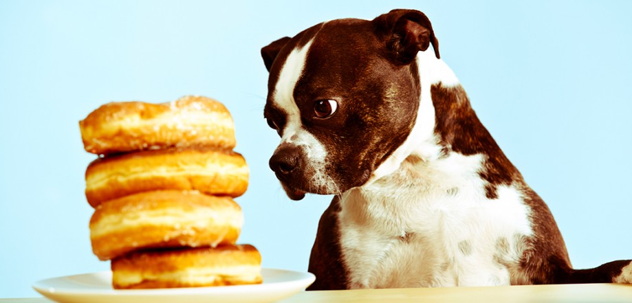 Five human foods that are safe for dogs to eat Remix Magazine